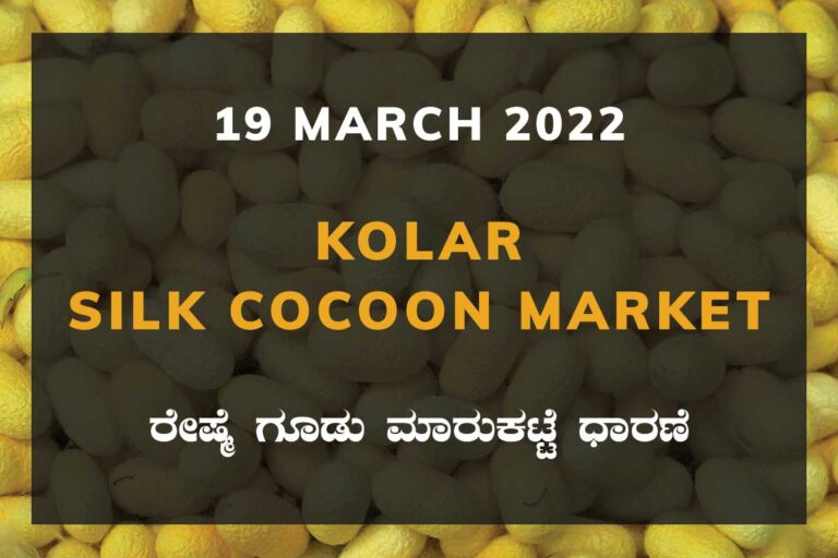 Kolar Silk Cocoon Market Price Rate ಕೋಲಾರ ರೇಷ್ಮೆ ಗೂಡು ಮಾರುಕಟ್ಟೆ ಧಾರಣೆ