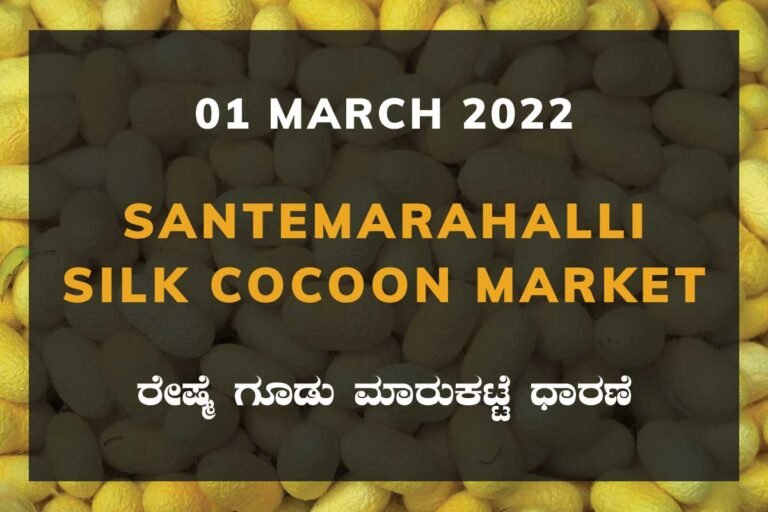 Santemarahalli SM Halli Silk Cocoon Market Price Rate