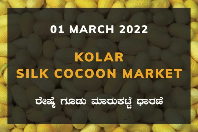Kolar Silk Cocoon Market Price Rate