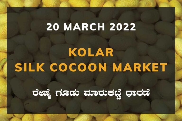 Kolar Silk Cocoon Market Price Rate ಕೋಲಾರ ರೇಷ್ಮೆ ಗೂಡು ಮಾರುಕಟ್ಟೆ ಧಾರಣೆ