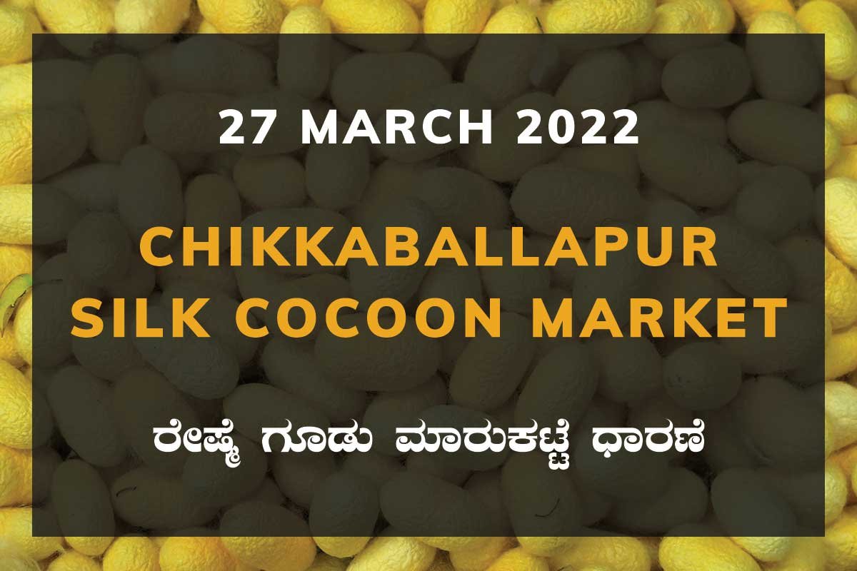 Chikkaballapur Silk Cocoon Market ಚಿಕ್ಕಬಳ್ಳಾಪುರ ರೇಷ್ಮೆ ಗೂಡು ಮಾರುಕಟ್ಟೆ ಧಾರಣೆ