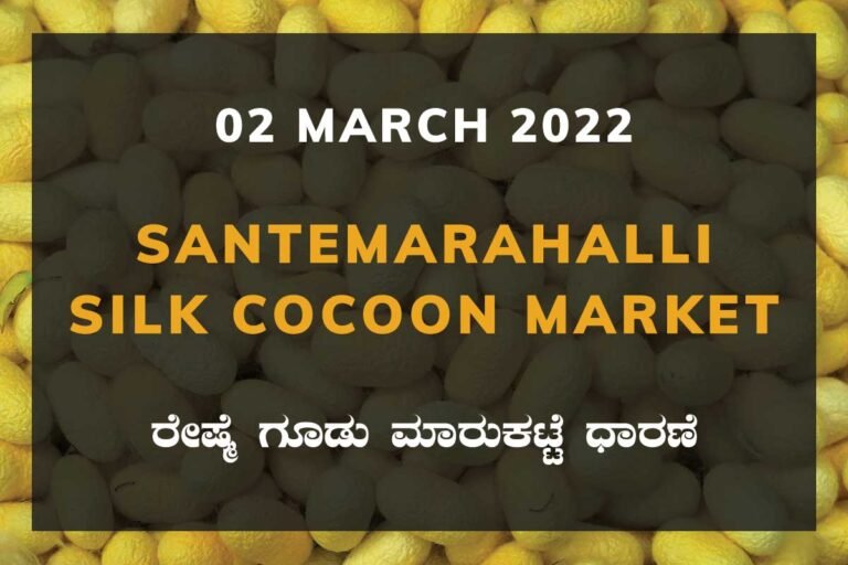 Santemarahalli SM Halli Silk Cocoon Market Price Rate