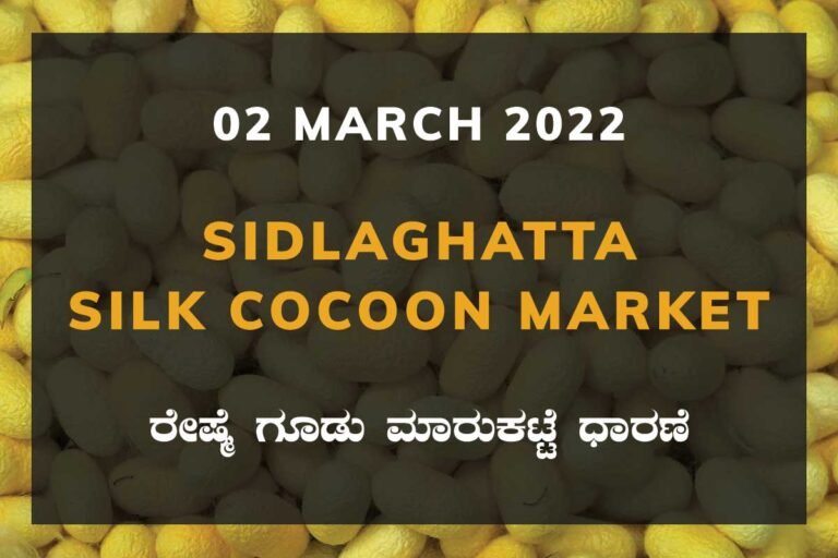 Sidlaghatta Silk Cocoon Market Price Rate