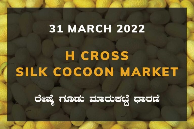 H Cross Silk Cocoon Market ಎಚ್ ಕ್ರಾಸ್ ರೇಷ್ಮೆ ಗೂಡು ಮಾರುಕಟ್ಟೆ ಧಾರಣೆ
