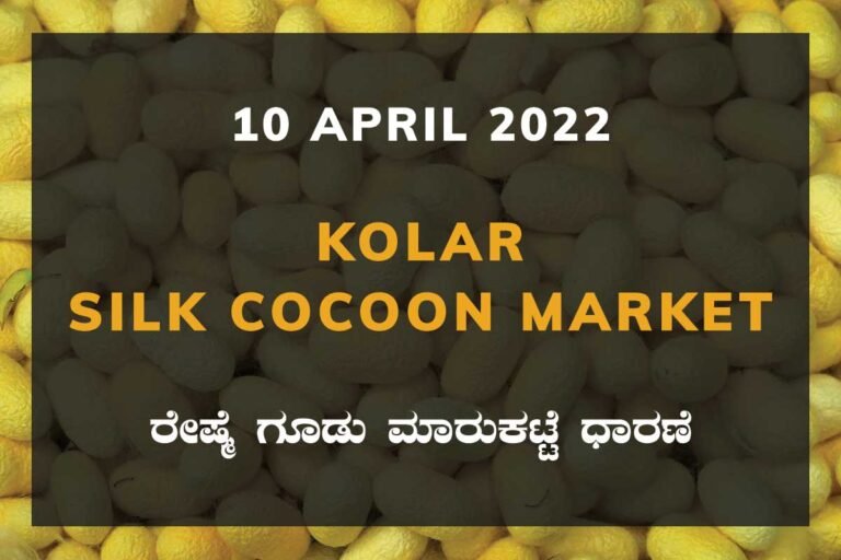 Kolar Silk Cocoon Market Price Rate ಕೋಲಾರ ರೇಷ್ಮೆ ಗೂಡು ಮಾರುಕಟ್ಟೆ ಧಾರಣೆ