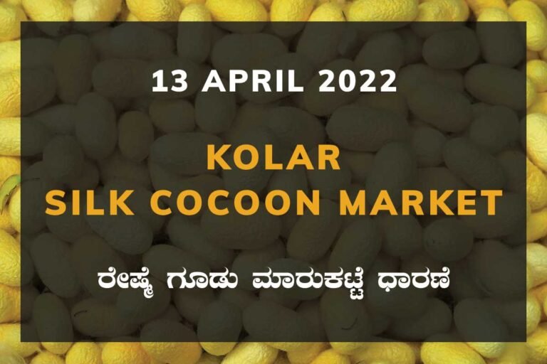 Kolar Silk Cocoon Market Price Rate ಕೋಲಾರ ರೇಷ್ಮೆ ಗೂಡು ಮಾರುಕಟ್ಟೆ ಧಾರಣೆ