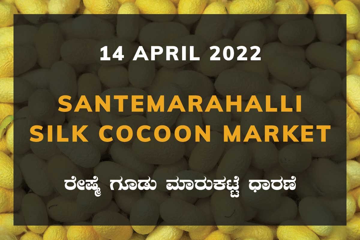 14AprKan02g Santemarahalli SM Halli Silk Cocoon Market Price Rate ಸಂತೇಮರಹಳ್ಳಿ ರೇಷ್ಮೆ ಗೂಡು ಮಾರುಕಟ್ಟೆ ಧಾರಣೆ