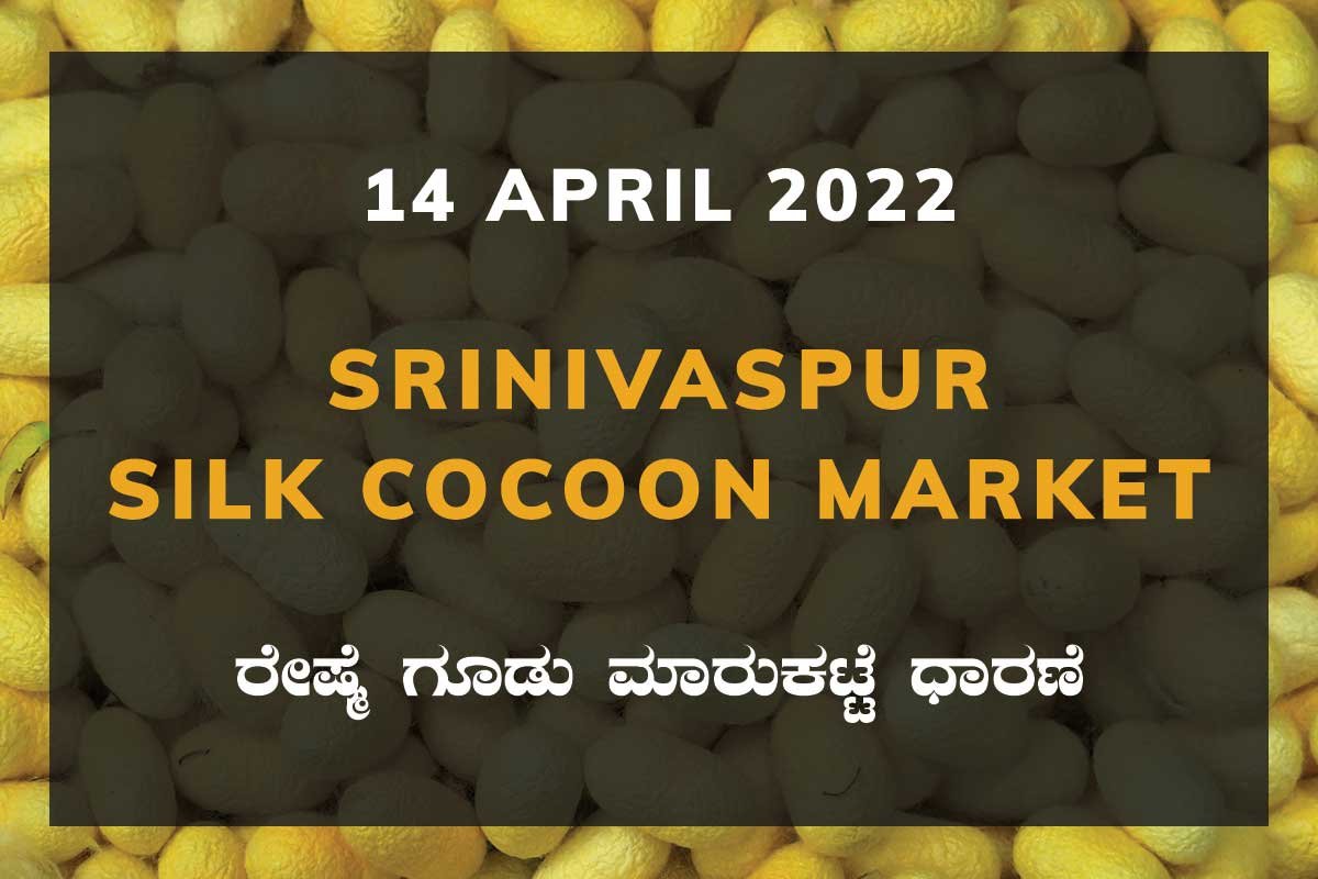 Srinivaspur Silk Cocoon Market ಶ್ರೀನಿವಾಸಪುರ ರೇಷ್ಮೆ ಗೂಡು ಮಾರುಕಟ್ಟೆ ಧಾರಣೆ