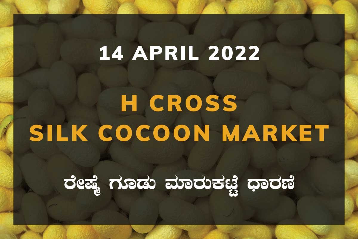 H Cross Silk Cocoon Market ಎಚ್ ಕ್ರಾಸ್ ರೇಷ್ಮೆ ಗೂಡು ಮಾರುಕಟ್ಟೆ ಧಾರಣೆ