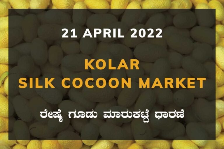 Kolar Silk Cocoon Market Price Rate ಕೋಲಾರ ರೇಷ್ಮೆ ಗೂಡು ಮಾರುಕಟ್ಟೆ ಧಾರಣೆ