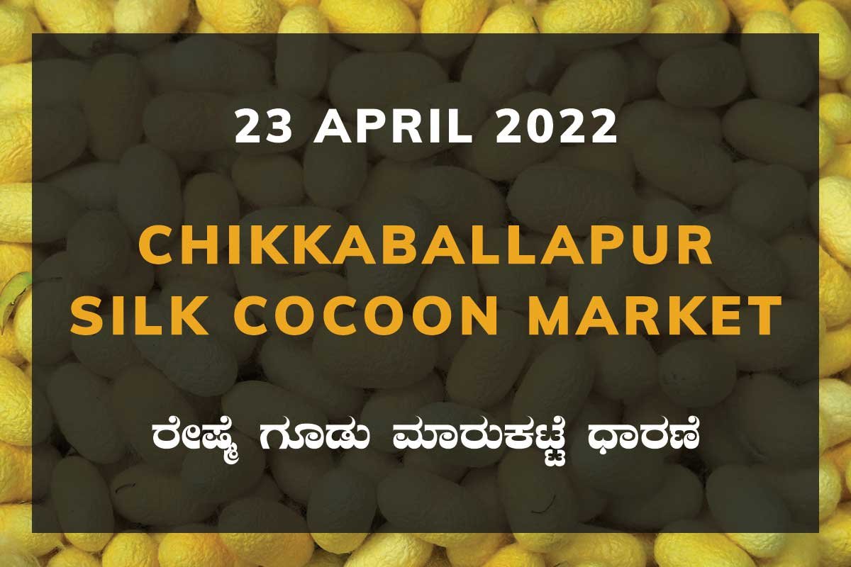 23AprKan02j Chikkaballapur Silk Cocoon Market ಚಿಕ್ಕಬಳ್ಳಾಪುರ ರೇಷ್ಮೆ ಗೂಡು ಮಾರುಕಟ್ಟೆ ಧಾರಣೆ