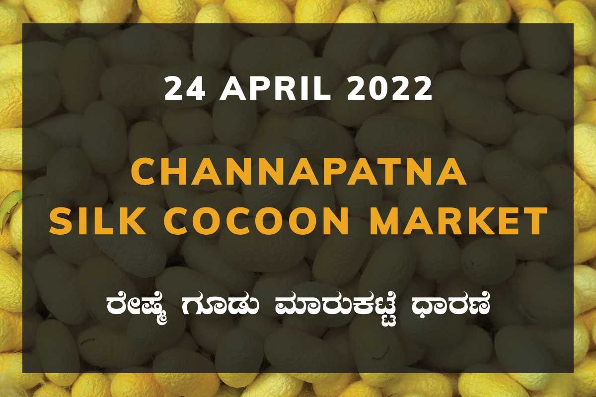 Channapatna Silk Cocoon Market ಚನ್ನಪಟ್ಟಣ ರೇಷ್ಮೆ ಗೂಡು ಮಾರುಕಟ್ಟೆ ಧಾರಣೆ