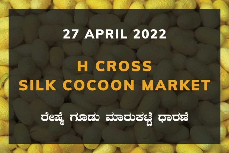 H Cross Silk Cocoon Market ಎಚ್ ಕ್ರಾಸ್ ರೇಷ್ಮೆ ಗೂಡು ಮಾರುಕಟ್ಟೆ ಧಾರಣೆ