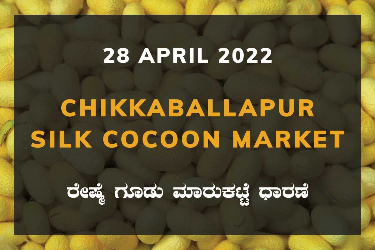 Chikkaballapur Silk Cocoon Market ಚಿಕ್ಕಬಳ್ಳಾಪುರ ರೇಷ್ಮೆ ಗೂಡು ಮಾರುಕಟ್ಟೆ ಧಾರಣೆ