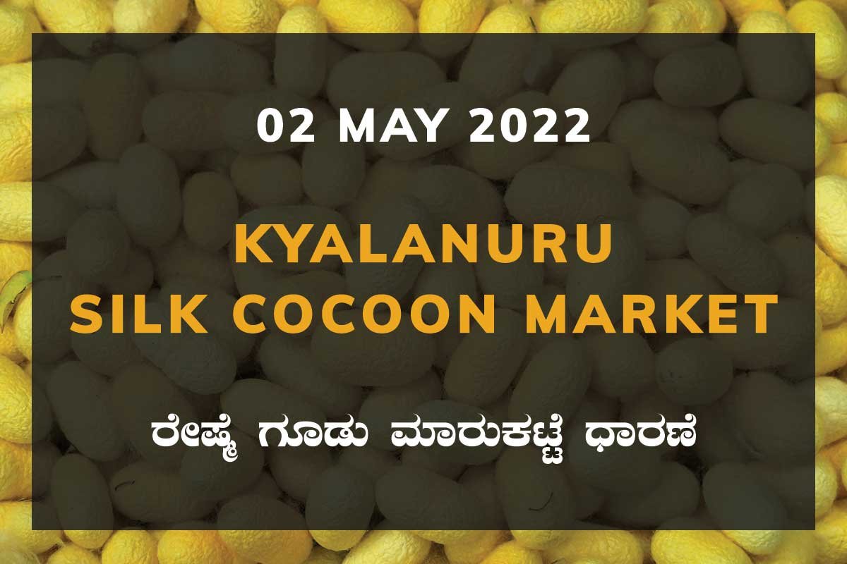 Kyalanuru Kyalnur Silk Cocoon Market Price Rate ಕ್ಯಾಲನೂರು ರೇಷ್ಮೆ ಗೂಡು ಮಾರುಕಟ್ಟೆ ಧಾರಣೆ