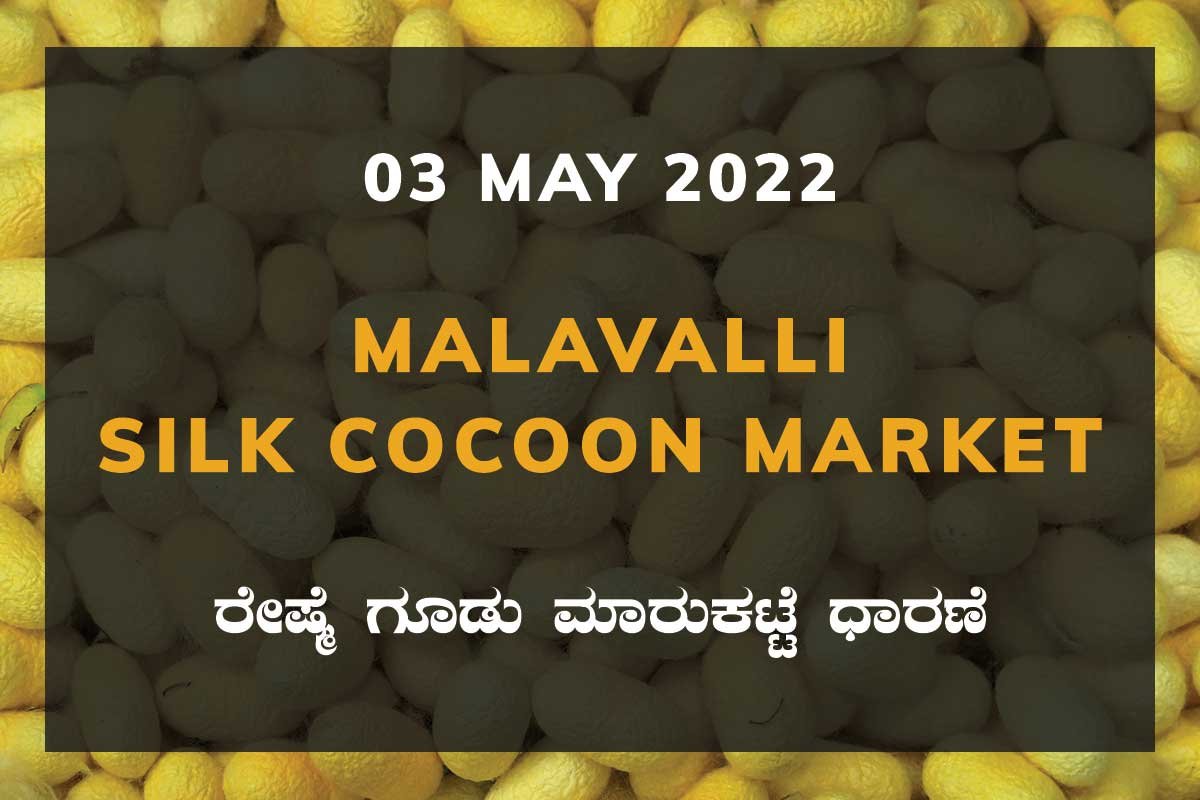 Malavalli Silk Cocoon Market Price Rate ಮಳವಳ್ಳಿ ರೇಷ್ಮೆ ಗೂಡು ಮಾರುಕಟ್ಟೆ ಧಾರಣೆ