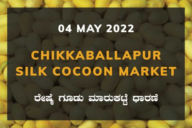 Chikkaballapur Silk Cocoon Market ಚಿಕ್ಕಬಳ್ಳಾಪುರ ರೇಷ್ಮೆ ಗೂಡು ಮಾರುಕಟ್ಟೆ ಧಾರಣೆ