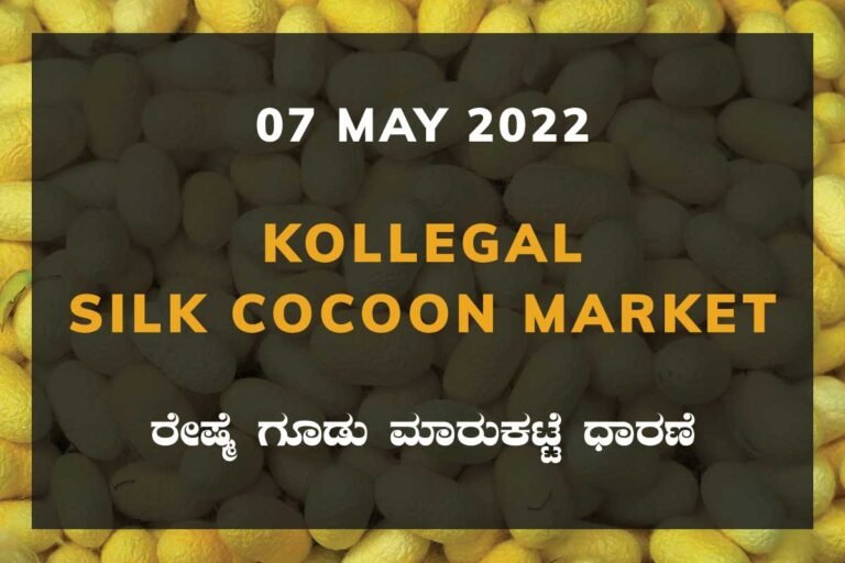 Kollegal Silk Cocoon Market Price Rate ಕೊಳ್ಳೇಗಾಲ ರೇಷ್ಮೆ ಗೂಡು ಮಾರುಕಟ್ಟೆ ಧಾರಣೆ
