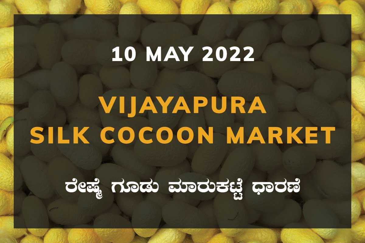 10MayKan02e Vijayapura Silk Cocoon Market Price Rate ವಿಜಯಪುರ ರೇಷ್ಮೆ ಗೂಡು ಮಾರುಕಟ್ಟೆ ಧಾರಣೆ