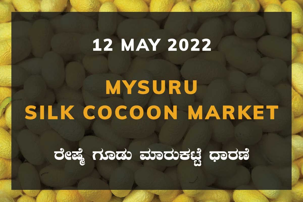 Mysuru Silk Cocoon Market ಮೈಸೂರು ರೇಷ್ಮೆ ಗೂಡು ಮಾರುಕಟ್ಟೆ ಧಾರಣೆ