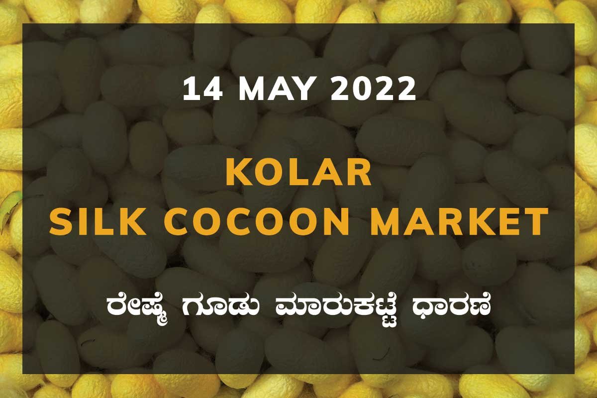14MayKan02j Kolar Silk Cocoon Market Price Rate ಕೋಲಾರ ರೇಷ್ಮೆ ಗೂಡು ಮಾರುಕಟ್ಟೆ ಧಾರಣೆ