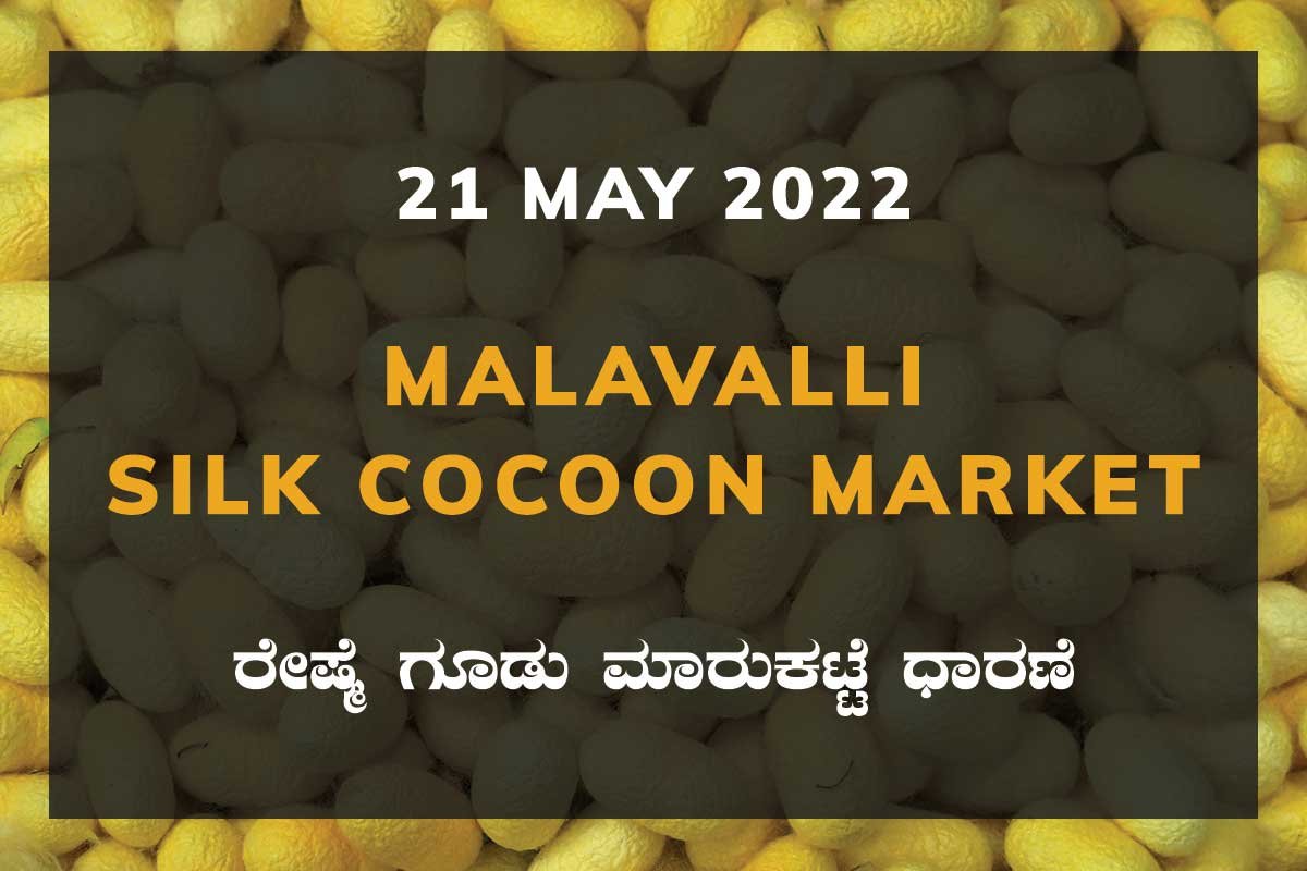 21MayKan02h Malavalli Silk Cocoon Market Price Rate ಮಳವಳ್ಳಿ ರೇಷ್ಮೆ ಗೂಡು ಮಾರುಕಟ್ಟೆ ಧಾರಣೆ