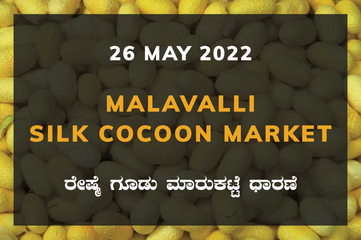 Malavalli Silk Cocoon Market Price Rate ಮಳವಳ್ಳಿ ರೇಷ್ಮೆ ಗೂಡು ಮಾರುಕಟ್ಟೆ ಧಾರಣೆ