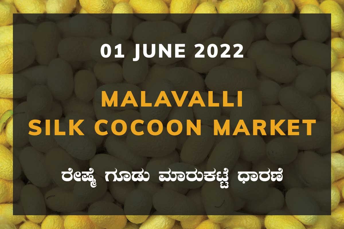 Malavalli Silk Cocoon Market Price Rate ಮಳವಳ್ಳಿ ರೇಷ್ಮೆ ಗೂಡು ಮಾರುಕಟ್ಟೆ ಧಾರಣೆ