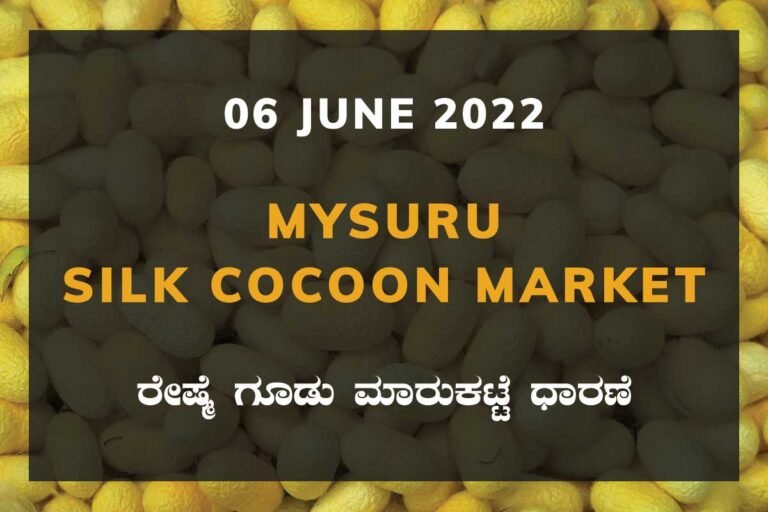 Mysuru Silk Cocoon Market ಮೈಸೂರು ರೇಷ್ಮೆ ಗೂಡು ಮಾರುಕಟ್ಟೆ ಧಾರಣೆ