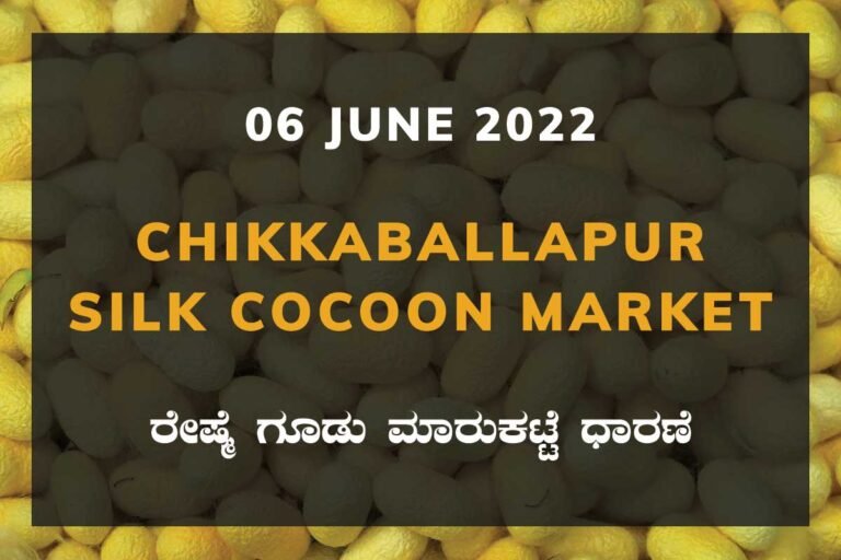 Chikkaballapur Silk Cocoon Market ಚಿಕ್ಕಬಳ್ಳಾಪುರ ರೇಷ್ಮೆ ಗೂಡು ಮಾರುಕಟ್ಟೆ ಧಾರಣೆ