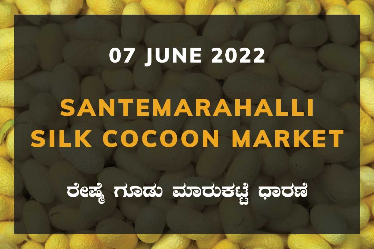 Santemarahalli SM Halli Silk Cocoon Market Price Rate ಸಂತೇಮರಹಳ್ಳಿ ರೇಷ್ಮೆ ಗೂಡು ಮಾರುಕಟ್ಟೆ ಧಾರಣೆ