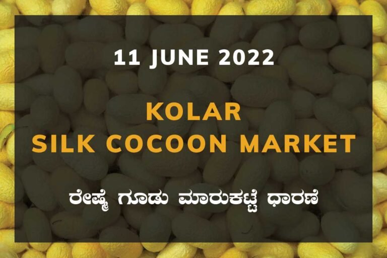 Kolar Silk Cocoon Market Price Rate ಕೋಲಾರ ರೇಷ್ಮೆ ಗೂಡು ಮಾರುಕಟ್ಟೆ ಧಾರಣೆ
