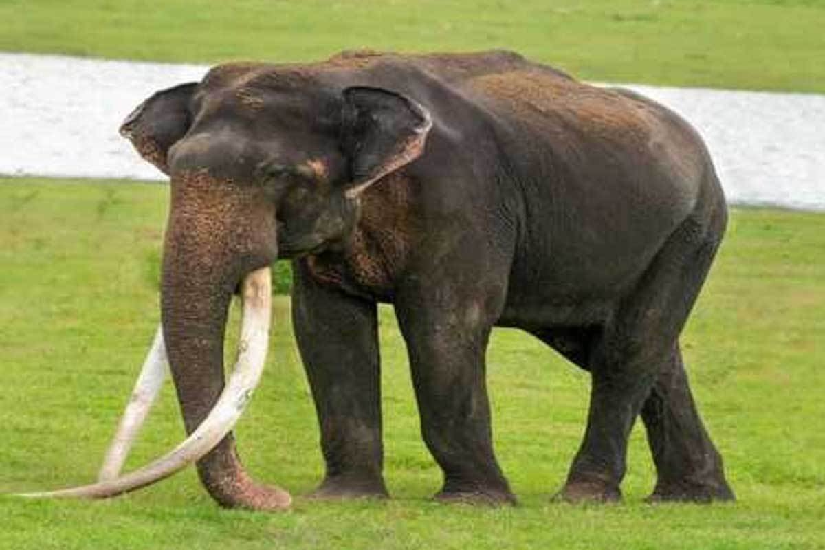 Mr Kabini Shaktiman Bhogeshwara Elephant Death