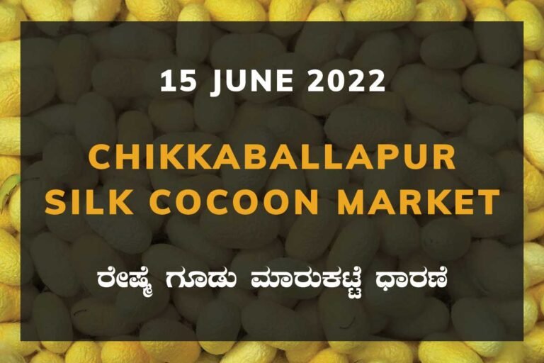 Chikkaballapur Silk Cocoon Market ಚಿಕ್ಕಬಳ್ಳಾಪುರ ರೇಷ್ಮೆ ಗೂಡು ಮಾರುಕಟ್ಟೆ ಧಾರಣೆ