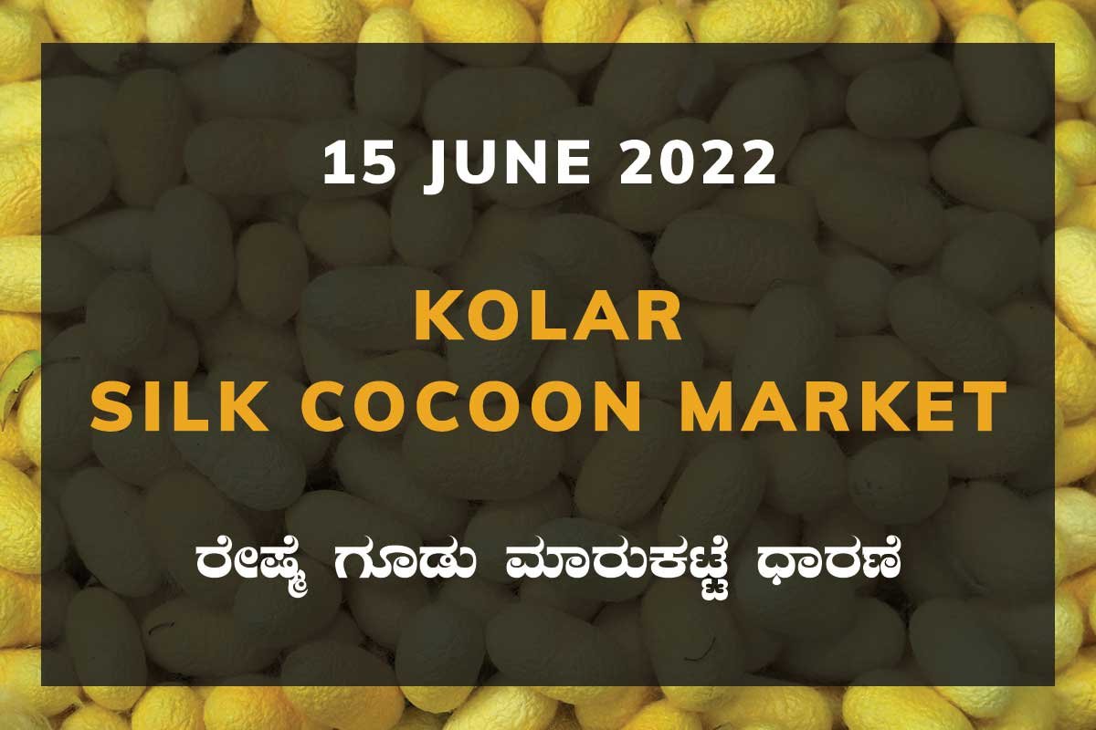 15JunSd01i Kolar Silk Cocoon Market Price Rate ಕೋಲಾರ ರೇಷ್ಮೆ ಗೂಡು ಮಾರುಕಟ್ಟೆ ಧಾರಣೆ