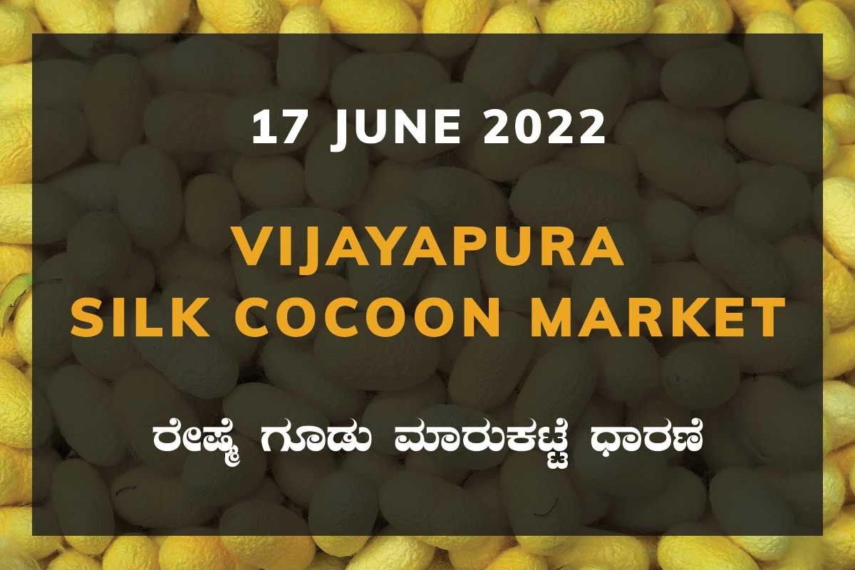 17JunKa01f Vijayapura Silk Cocoon Market Price Rate ವಿಜಯಪುರ ರೇಷ್ಮೆ ಗೂಡು ಮಾರುಕಟ್ಟೆ ಧಾರಣೆ