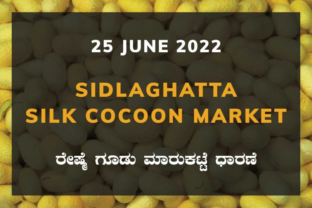 Sidlaghatta Silk Cocoon Market Price Rate ಶಿಡ್ಲಘಟ್ಟ ರೇಷ್ಮೆ ಗೂಡು ಮಾರುಕಟ್ಟೆ ಧಾರಣೆ