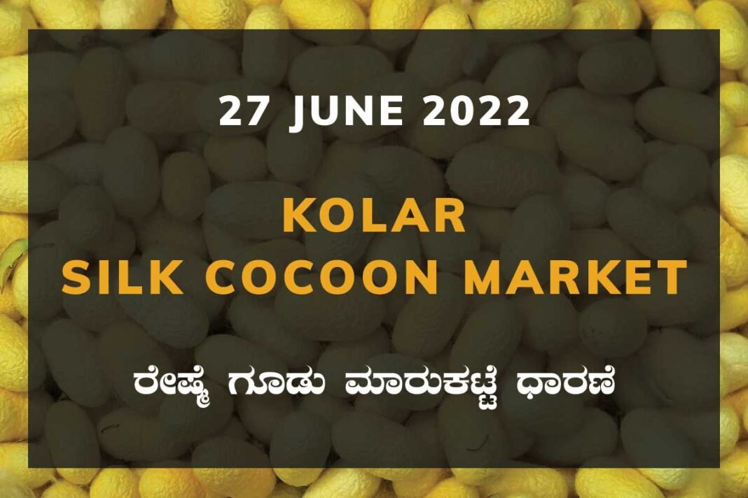 Kolar Silk Cocoon Market Price Rate ಕೋಲಾರ ರೇಷ್ಮೆ ಗೂಡು ಮಾರುಕಟ್ಟೆ ಧಾರಣೆ
