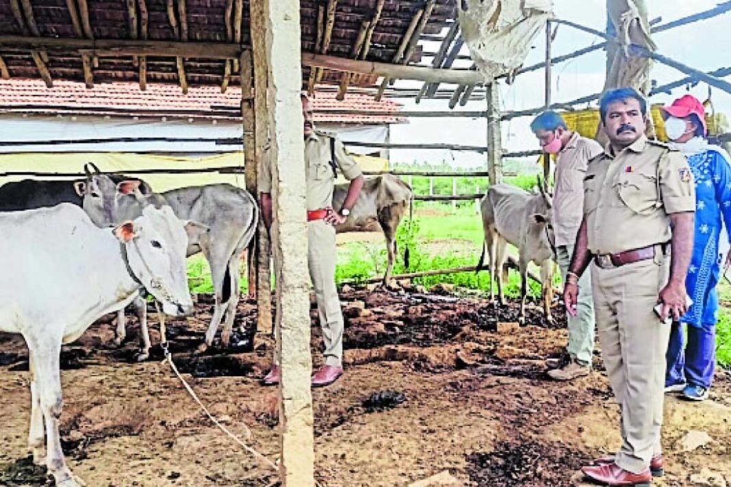 Bangalore Anekal Police Protected Cows From Slaughterhouse