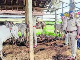 Bangalore Anekal Police Protected Cows From Slaughterhouse