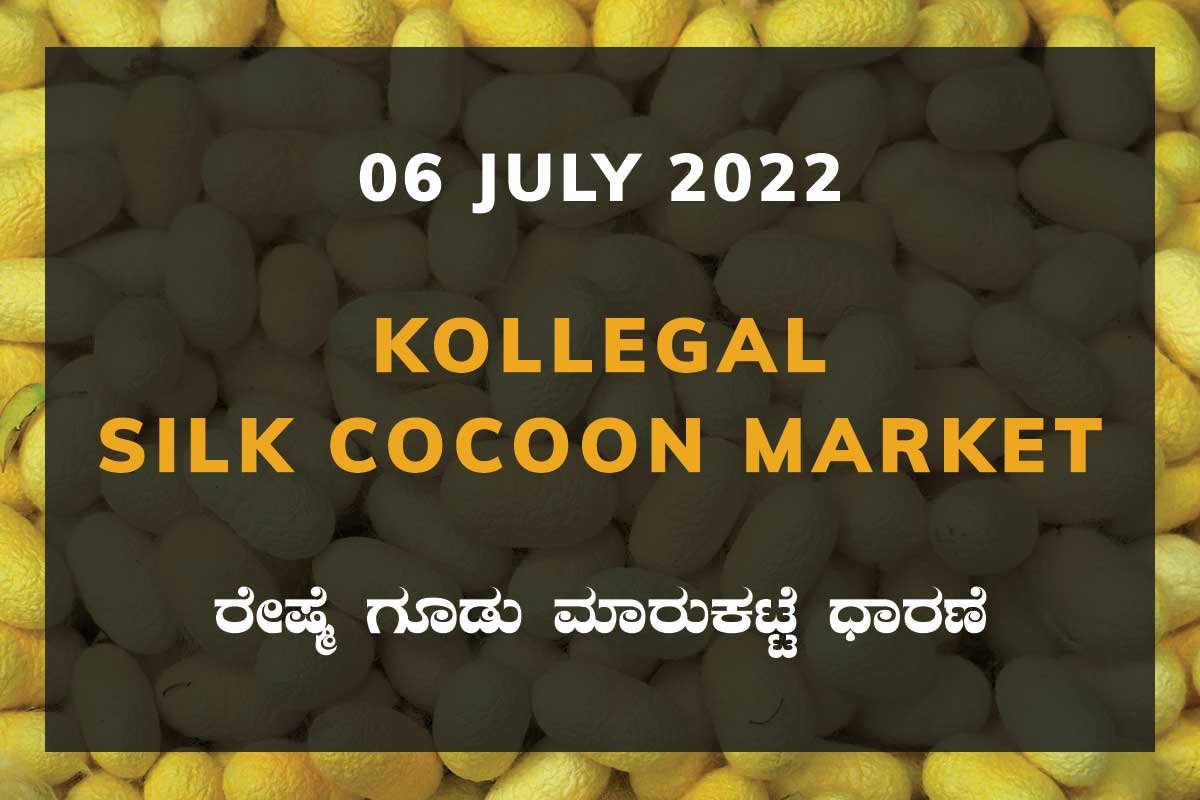 06JulKa01d Kollegal Silk Cocoon Market Price Rate ಕೊಳ್ಳೇಗಾಲ ರೇಷ್ಮೆ ಗೂಡು ಮಾರುಕಟ್ಟೆ ಧಾರಣೆ