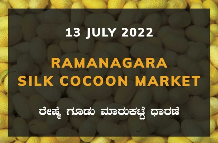 Ramanagara Silk Cocoon Market ರಾಮನಗರ ರೇಷ್ಮೆ ಗೂಡು ಮಾರುಕಟ್ಟೆ ಧಾರಣೆ