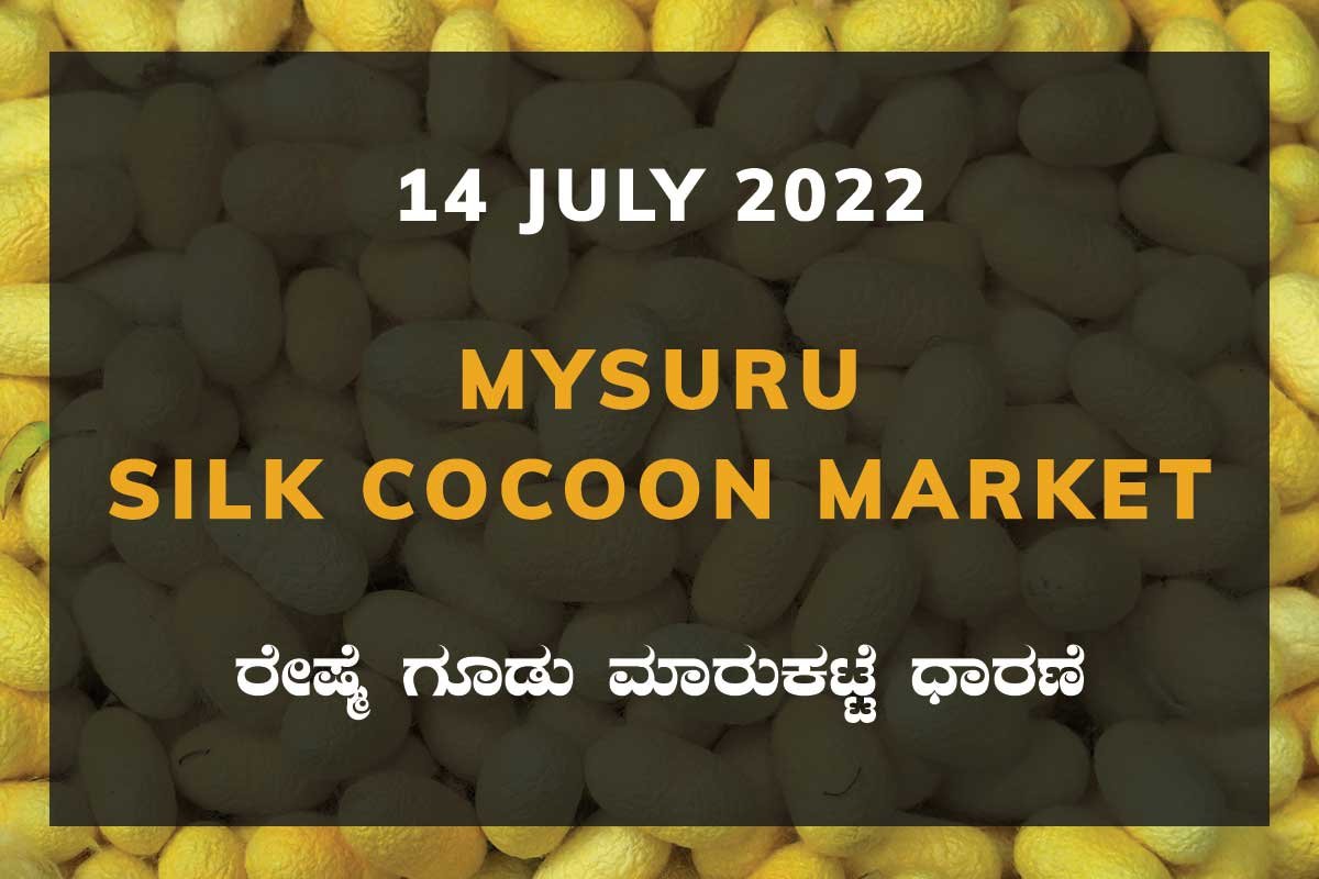 14Jusd01i Mysuru Government Silk Cocoon Market Daily Rate Report ಮೈಸೂರು ರೇಷ್ಮೆ ಗೂಡು ಮಾರುಕಟ್ಟೆ ಧಾರಣೆ
