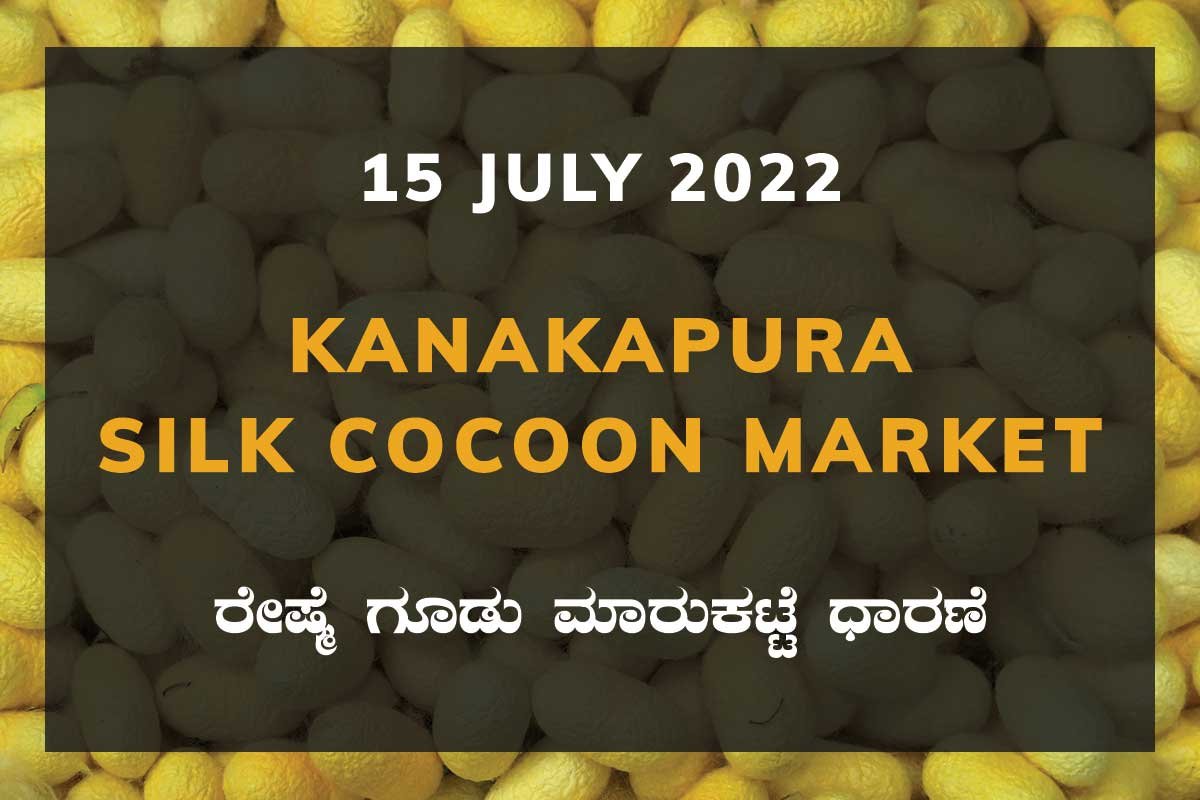 15JuKa02a Kanakapura Silk Cocoon Market Price Rate ಕನಕಪುರ ರೇಷ್ಮೆ ಗೂಡು ಮಾರುಕಟ್ಟೆ ಧಾರಣೆ