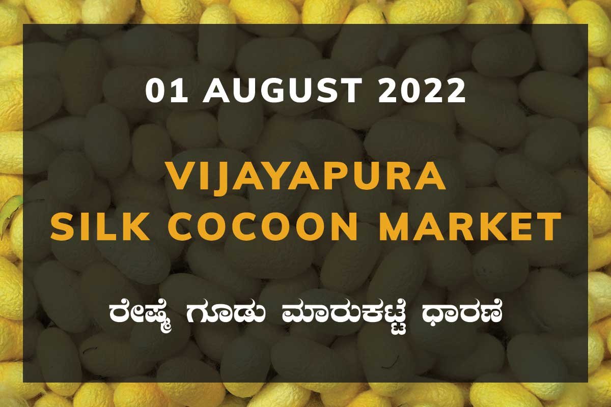 Vijayapura Silk Cocoon Market Price Rate ವಿಜಯಪುರ ರೇಷ್ಮೆ ಗೂಡು ಮಾರುಕಟ್ಟೆ ಧಾರಣೆ