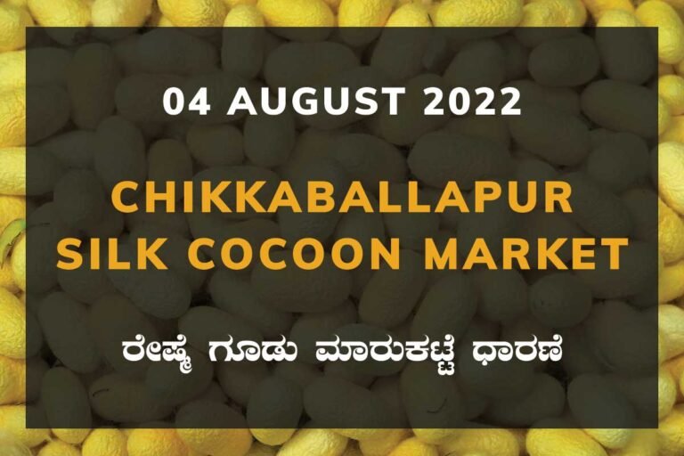 Chikkaballapur Silk Cocoon Market ಚಿಕ್ಕಬಳ್ಳಾಪುರ ರೇಷ್ಮೆ ಗೂಡು ಮಾರುಕಟ್ಟೆ ಧಾರಣೆ