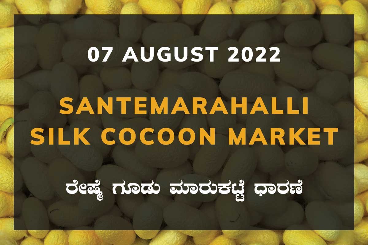 07AugKa02a Santemarahalli SM Halli Silk Cocoon Market Price Rate ಸಂತೇಮರಹಳ್ಳಿ ರೇಷ್ಮೆ ಗೂಡು ಮಾರುಕಟ್ಟೆ ಧಾರಣೆ