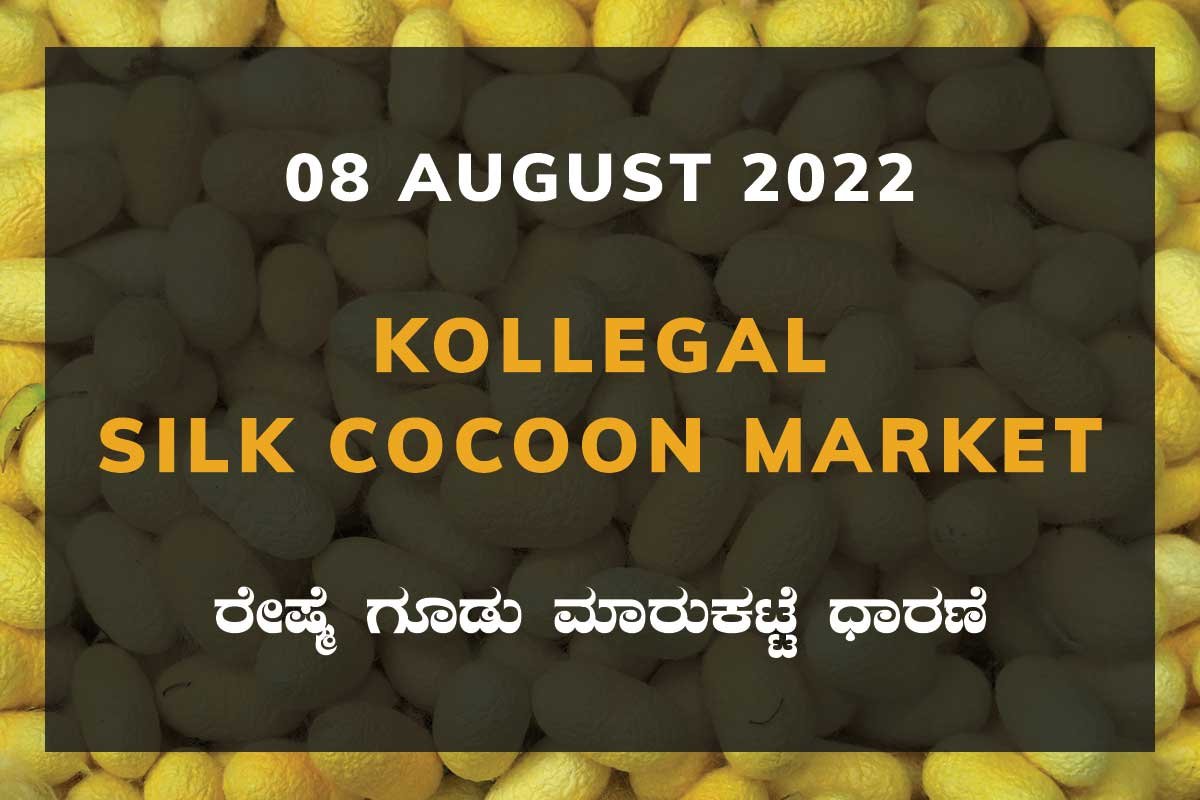 08AugKa02d Kollegal Silk Cocoon Market Price Rate ಕೊಳ್ಳೇಗಾಲ ರೇಷ್ಮೆ ಗೂಡು ಮಾರುಕಟ್ಟೆ ಧಾರಣೆ