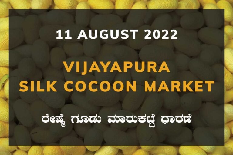 Vijayapura Silk Cocoon Market Price Rate ವಿಜಯಪುರ ರೇಷ್ಮೆ ಗೂಡು ಮಾರುಕಟ್ಟೆ ಧಾರಣೆ