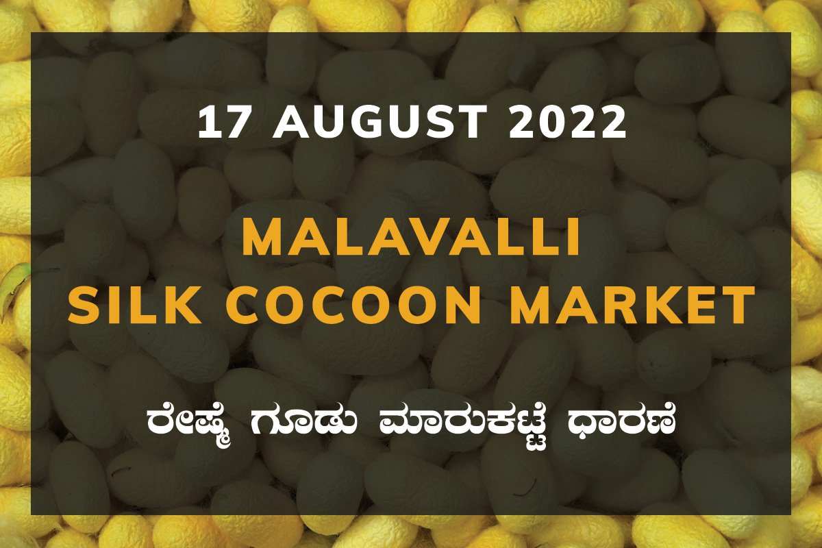 17AugKa02a Malavalli Silk Cocoon Market Price Rate ಮಳವಳ್ಳಿ ರೇಷ್ಮೆ ಗೂಡು ಮಾರುಕಟ್ಟೆ ಧಾರಣೆ